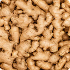 Ginger Root
