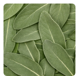Mullein Leaf Extract