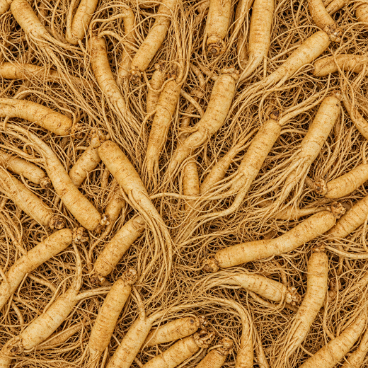 PANAX GINSENG