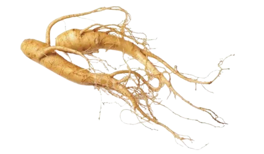 Panax Ginseng estandarizado