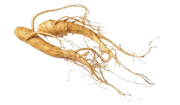 Panax Ginseng